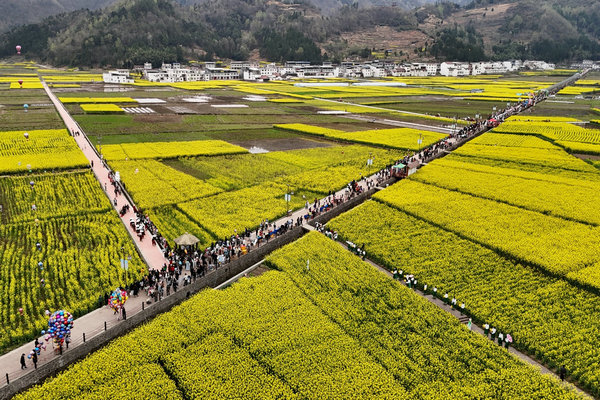 春花盛事，震撼巴山 | 2024最美油菜花海汉中旅游文化节镇巴分会场活动隆重举行 - 旅游焦点 - 新闻资讯 - 航空旅游网